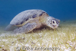 Green turtle munching on the seagrass of Derawan island by Erika Antoniazzo 
